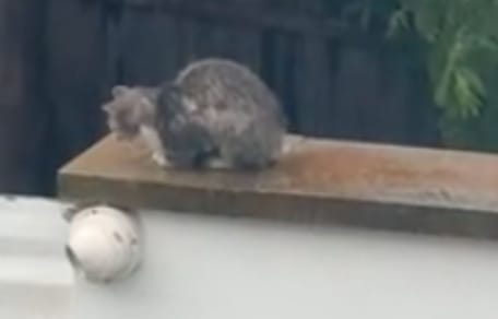 Vrouw klimt op daken om kat te voeren: 3 weken later komt de waarheid aan het licht bij de dierenarts