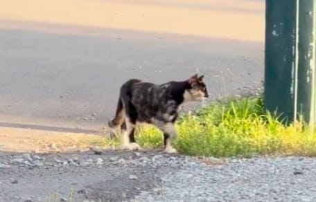 A stray cat