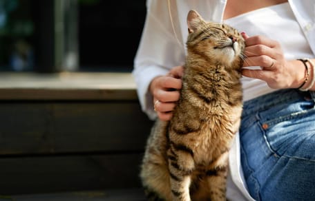 Eine Katze kuschelt mit ihrem Halter