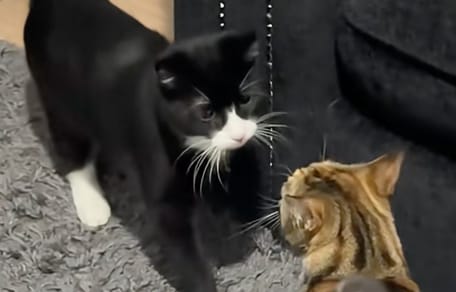 Un chat et un chaton
