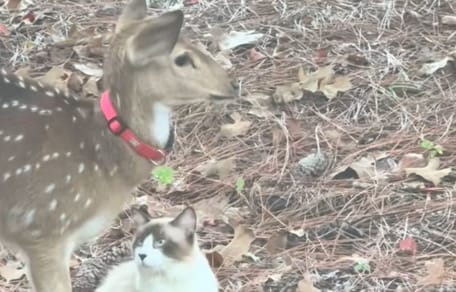 A cat and a fawn