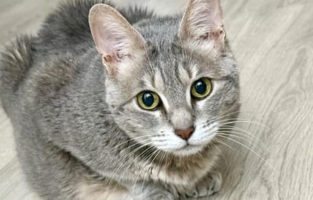 Un chat gris