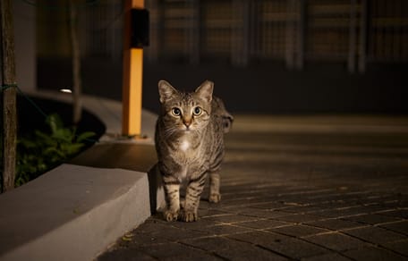 un chat la nuit