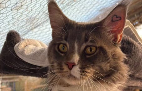 Un chat Maine Coon