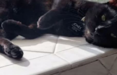 Un chat noir