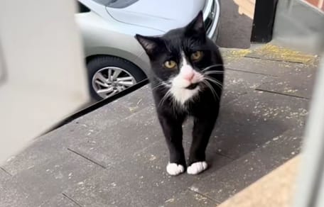 Un chat noir