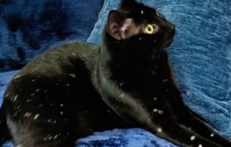 Un chat noir avec du vitiligo