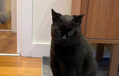 Un gatto gravemente ferito viene salvato dalla strada: dal veterinario emerge una scoperta sconvolgente