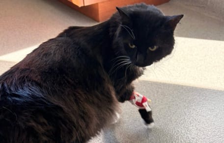 A black cat at the vet's