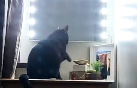 Un chat noir devant un miroir