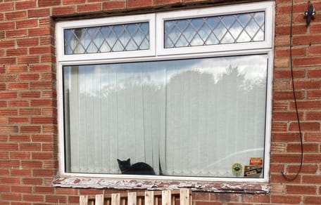 A black cat in front of a window