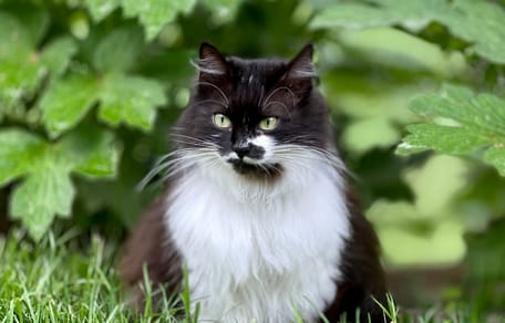 Un chat noir et blanc