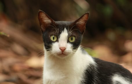 A black and white cat