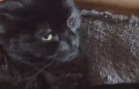 Un homme reçoit une carte de condoléances de la part du vétérinaire… alors que son chat est bien vivant