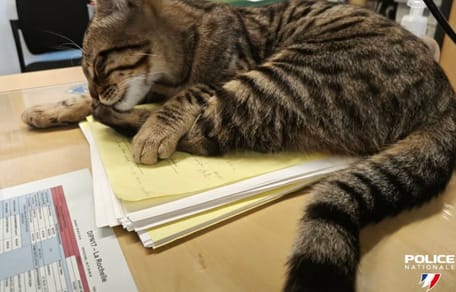 Un gatto poliziotto