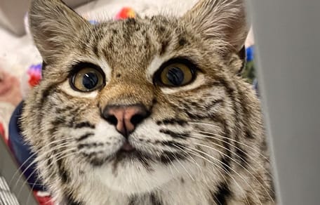 Un chat qui cache un secret