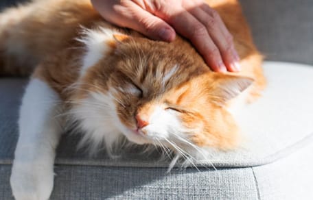 Eine schlafende Katze
