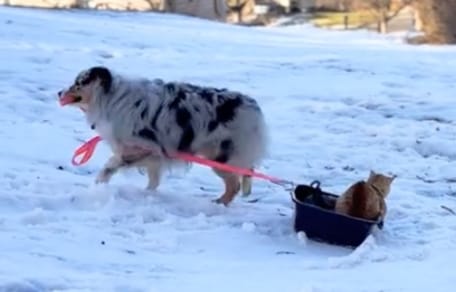 Un chat qui fait de la luge dans sa litière grâce à un chien