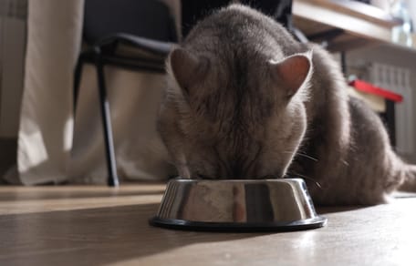 Un chat qui mange