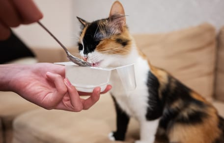 Un chat qui mange du yaourt