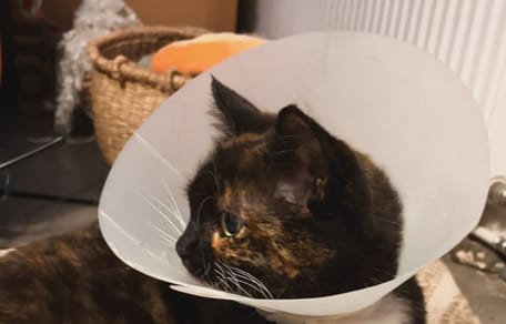 Un gatto che indossa una collare protettiva