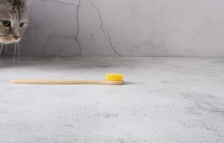 Un chat qui s'approche d'une brosse à dents