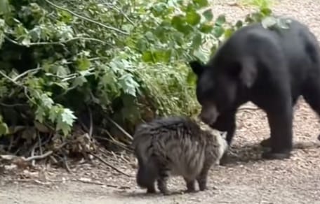 Un chat qui se retrouve face à un ours