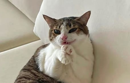 un chat qui semble faire une grimace effrayante