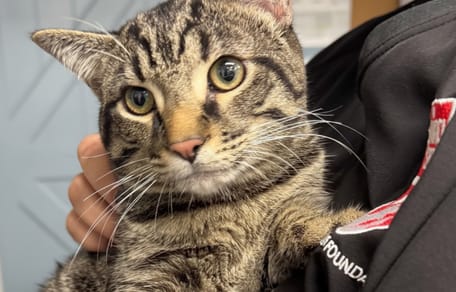 Een kat die net is achtergelaten