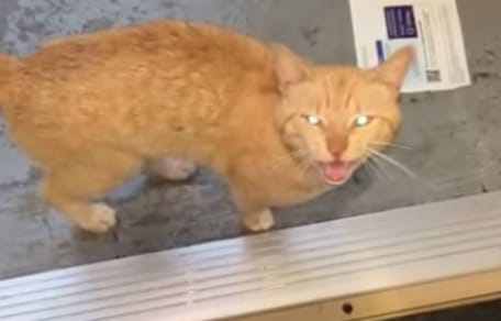 Un chat roux
