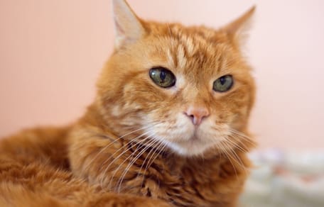 Il rifugio salva una gattina abbandonata sotto la pioggia: il proprietario prende una decisione incomprensibile