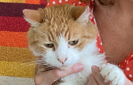 Ein roter Kater