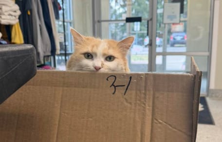 Een rode kat die zich achter een kartonnen doos verstopt