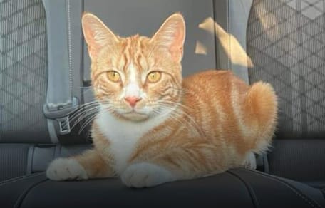Rothaarige Katze im Auto