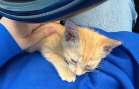 A ginger cat in a car