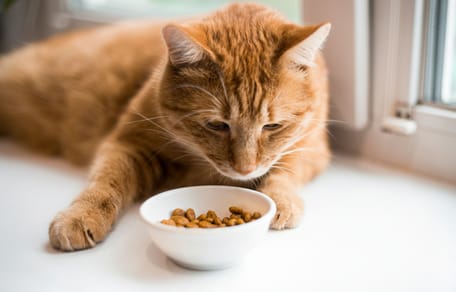 Un chat roux devant une gamelle de croquettes