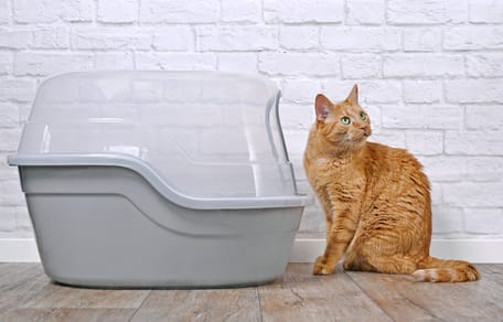 Un chat roux près d'une litière