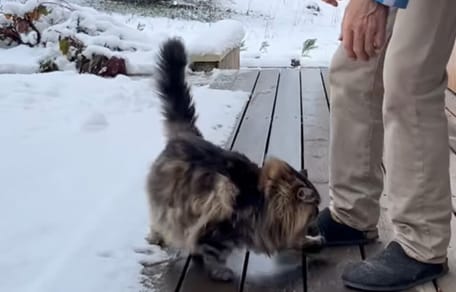 A Siberian cat in the snow