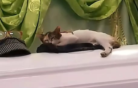 a cat sitting on a coffin