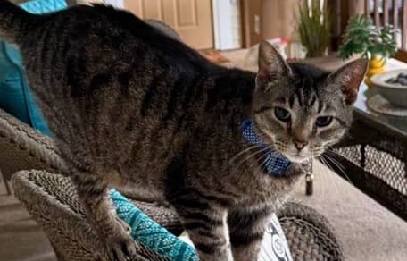 un chat tigré