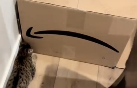 A tabby cat in front of a huge Amazon cardboard box
