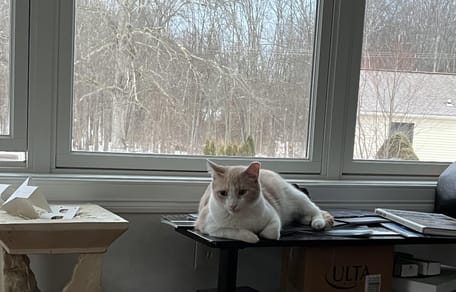 Eine Katze, die es sich zu Hause gemütlich gemacht hat