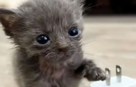 Un chaton