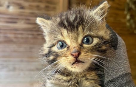 Eine kleine Europäische Wildkatze blickt aufmerksam in die Kamera