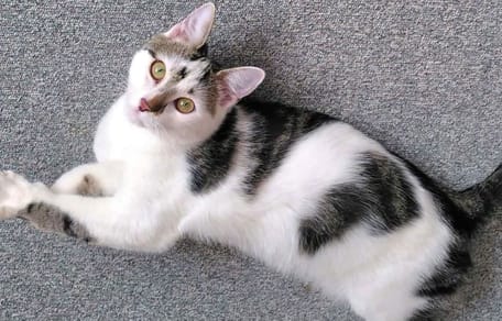 A kitten