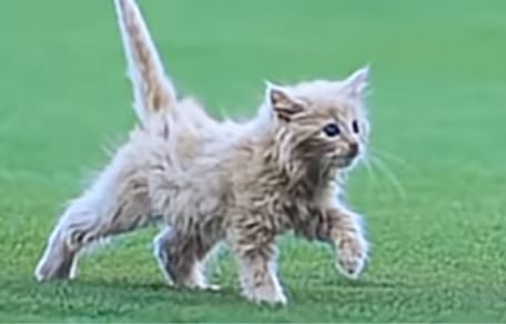 A kitten in a stadium