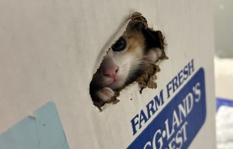 Een kitten in een eierdoos