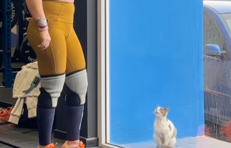 Ein Kätzchen vor einem Fitnessstudio