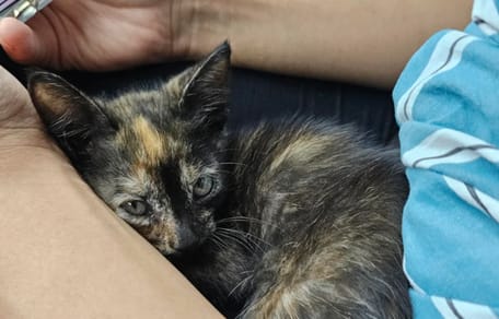 Un chaton écaille de tortue