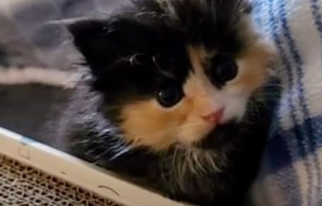 A kitten in distress